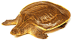 siamese giant-softshell turtle (ҹ)