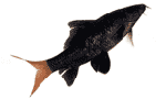 redtail shark (ҷçͧ)