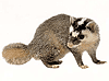  (Burmese ferret-badger) ԡʹҾ˭