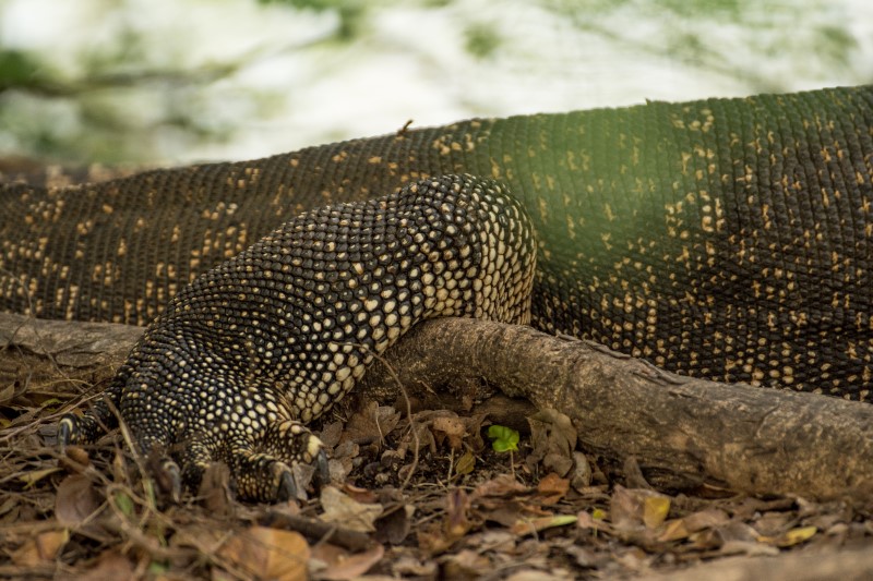 watermonitor2